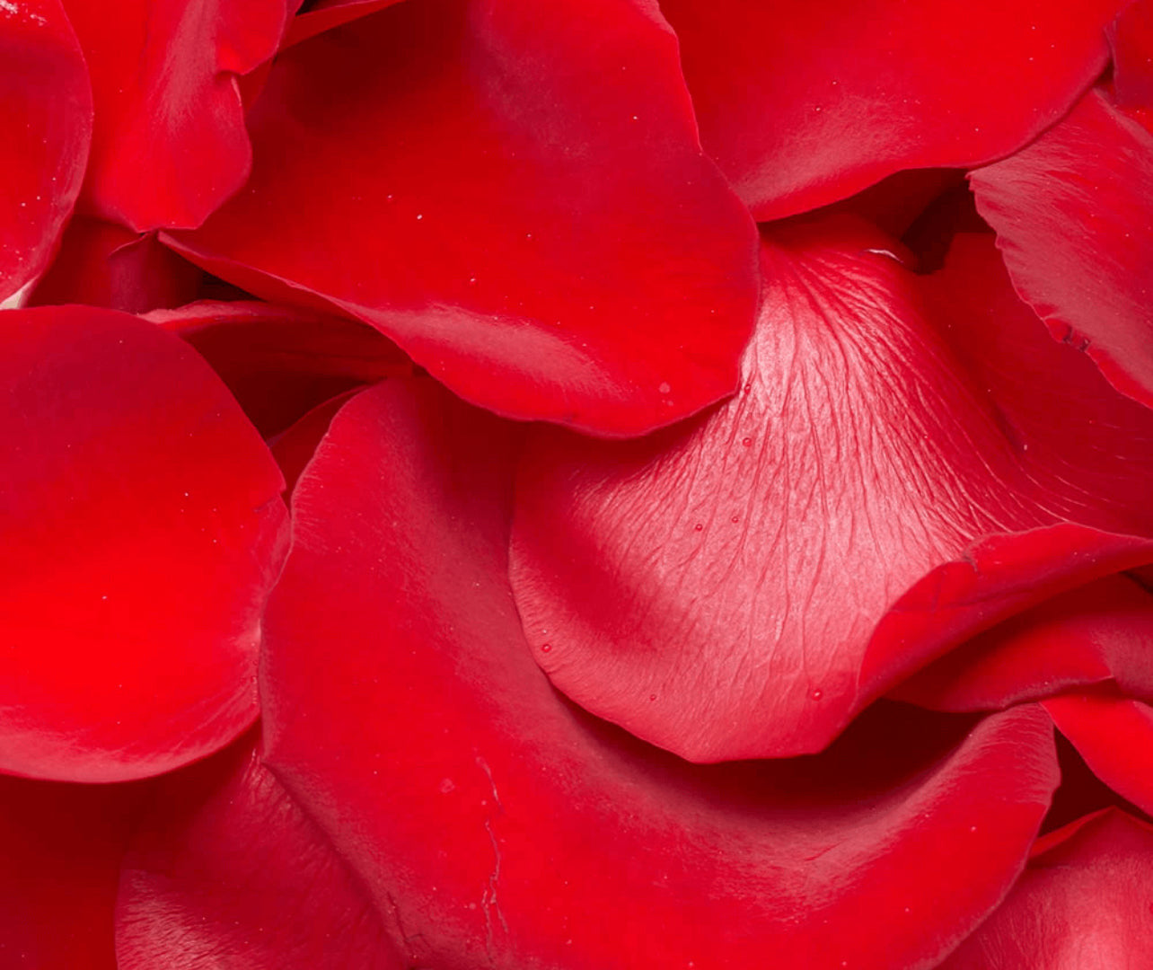 Rose Petals 8oz Candle