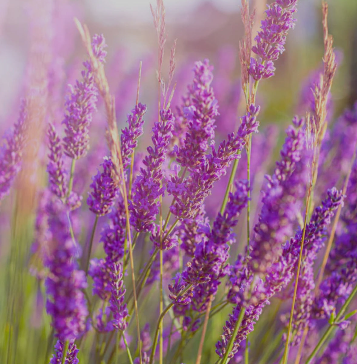 Lavender 8oz Candle